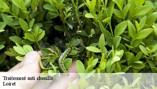 Traitement anti chenille Loiret