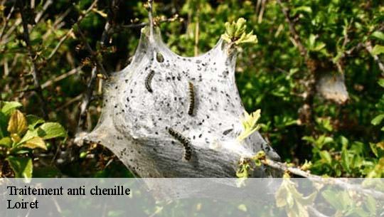 Traitement anti chenille Loiret