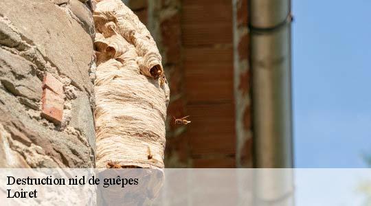 Destruction nid de guêpes Loiret 
