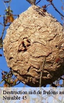 Destruction nid de frelons asiatique Loiret 