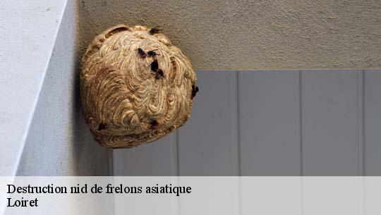 Destruction nid de frelons asiatique Loiret