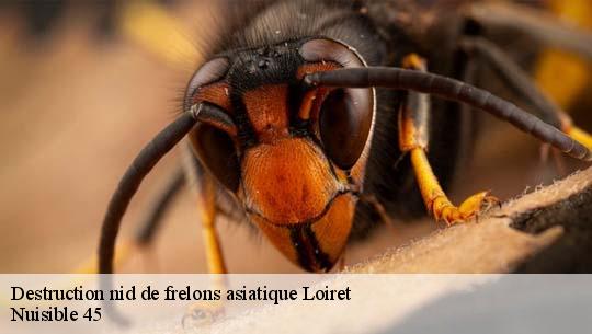 Destruction nid de frelons asiatique Loiret