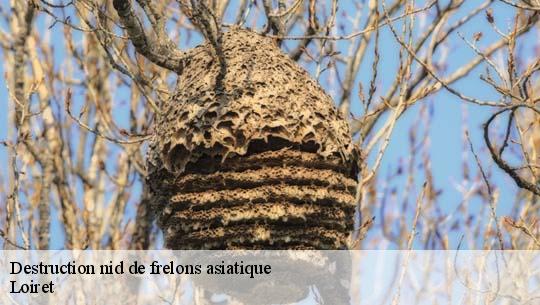 Destruction nid de frelons asiatique Loiret 