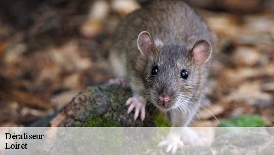 Dératiseur Loiret