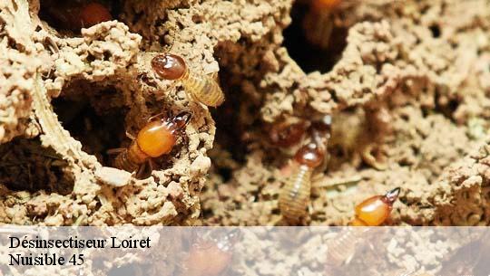 Désinsectiseur Loiret