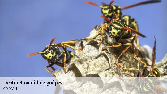 Destruction nid de guêpes 45570