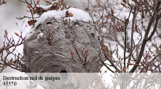 Destruction nid de guêpes 45570