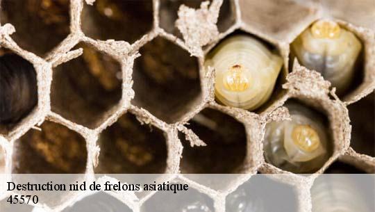 Destruction nid de frelons asiatique 45570