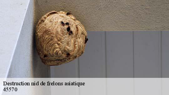 Destruction nid de frelons asiatique 45570