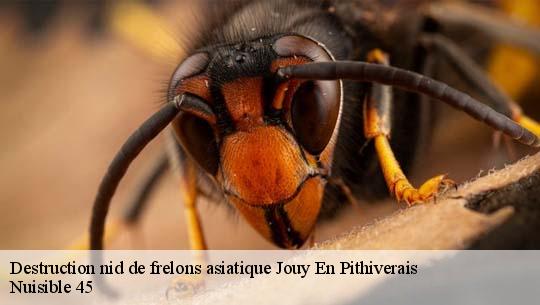 Destruction nid de frelons asiatique 45480
