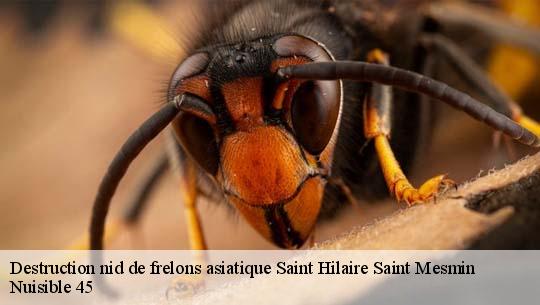 Destruction nid de frelons asiatique 45160