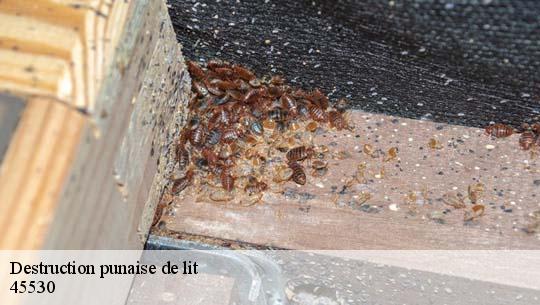 Destruction punaise de lit 45530